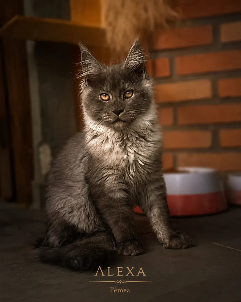Alexa — Matriz
