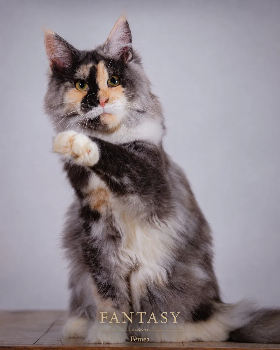 Fantasy, matriz do gatil Mayflowers — Maine Coon fêmea