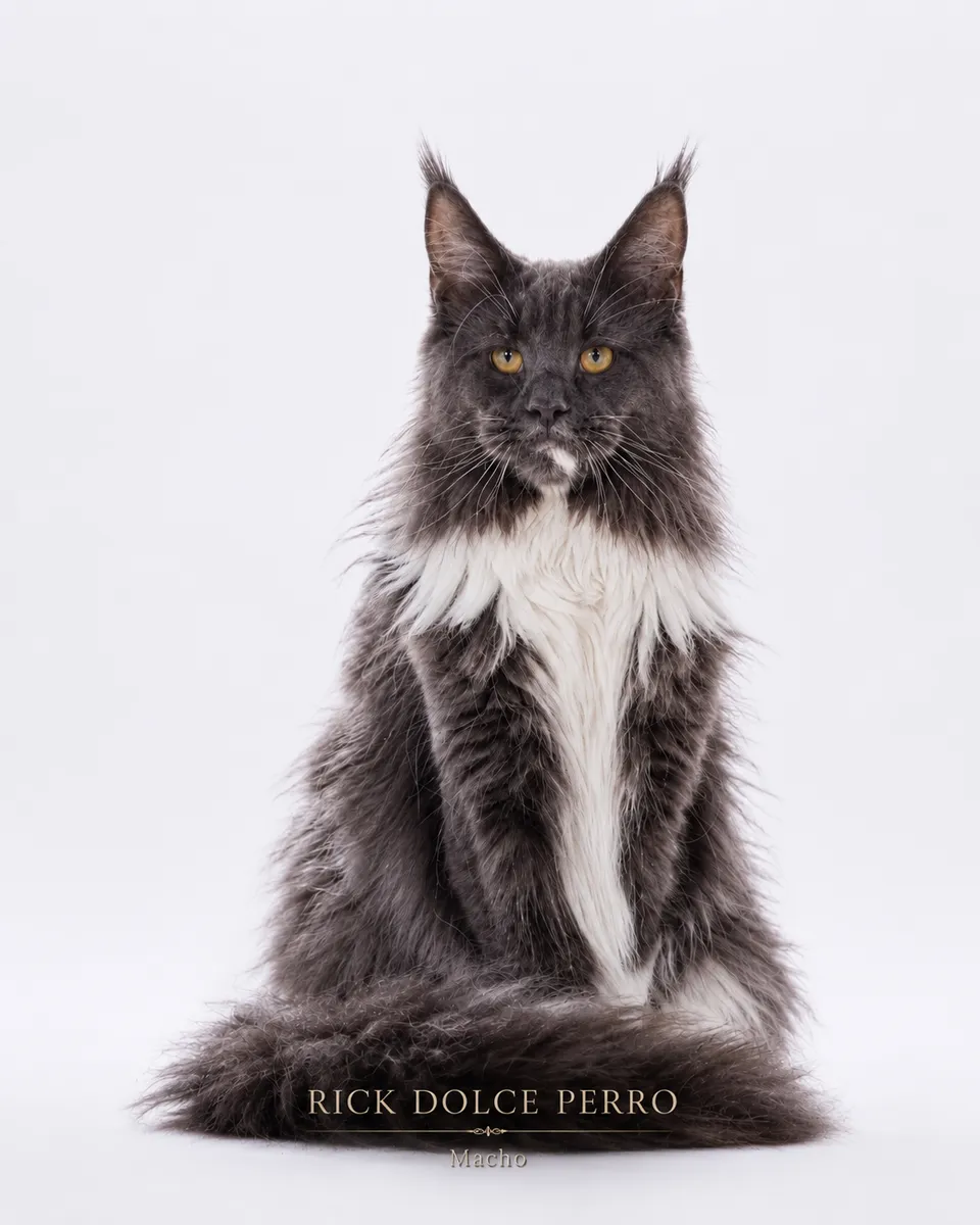 Rick Dolce Perro — Padreador