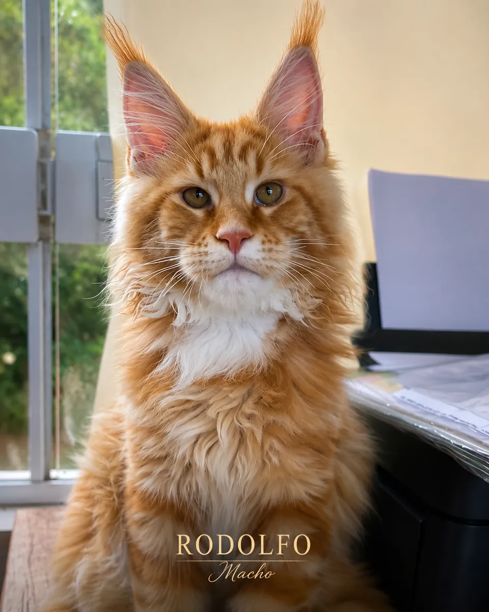 Rodolfo — Padreador